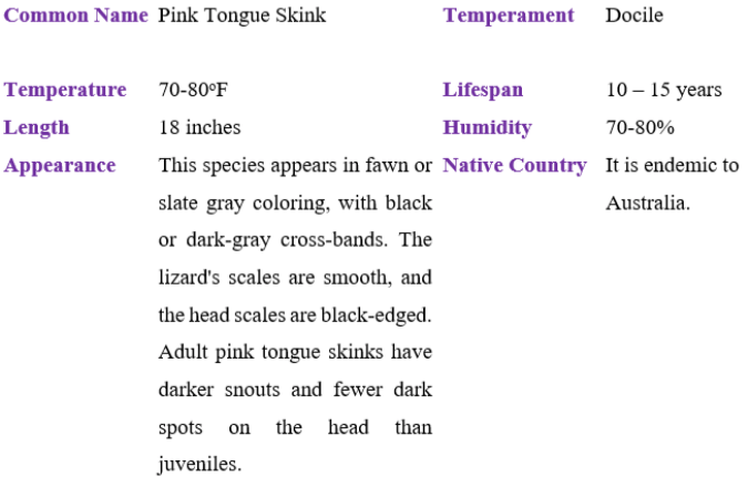pink tongue skink table