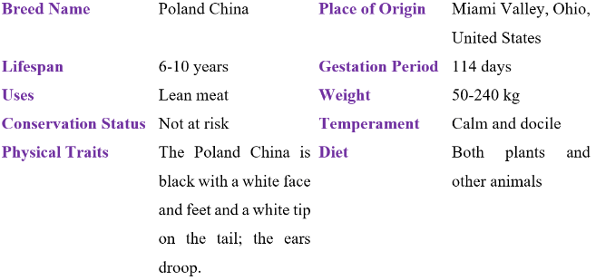 poland china table