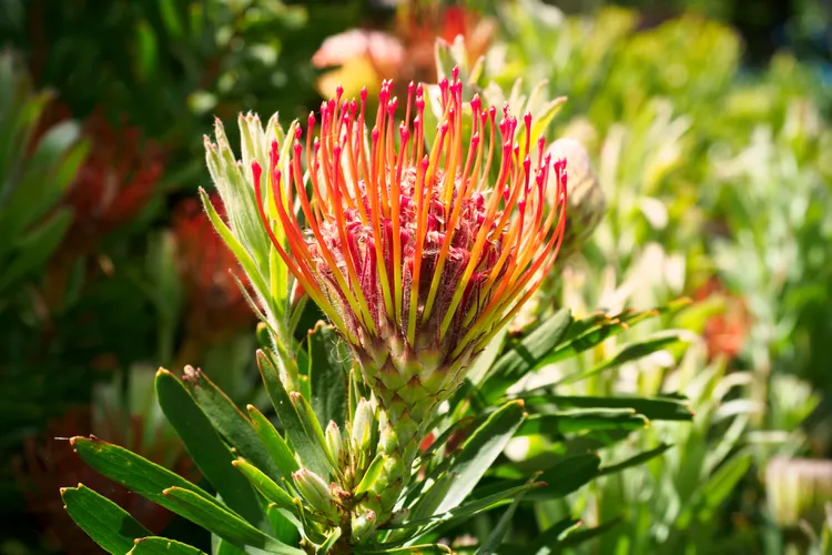 protea-plants