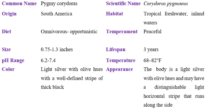 pygmy corydoras table