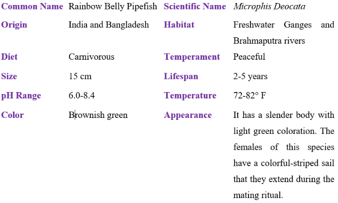 rainbow belly pipefish table