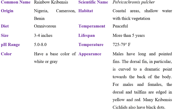 rainbow kribensis table