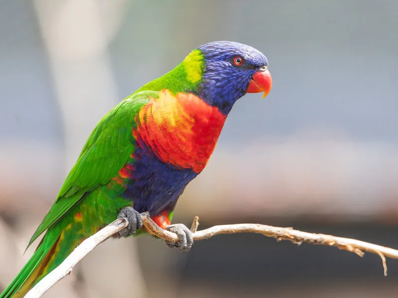 rainbow-lorikeet-nesting