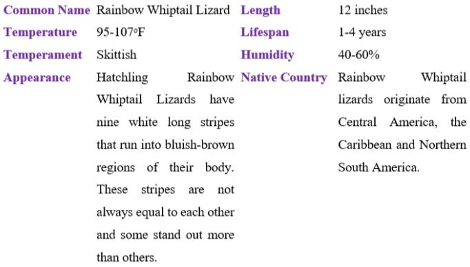 rainbow whiptail lizard table