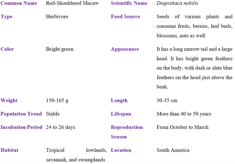 red-shouldered macaw table