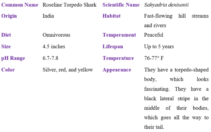 roseline torpedo shark table