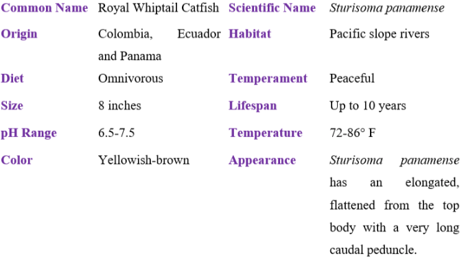 royal whiptail catfish table
