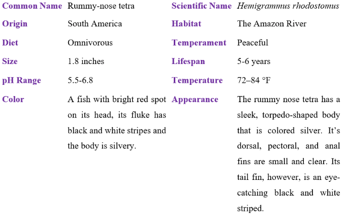 rummy-nose tetra table