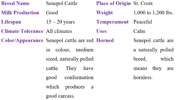 senepol cattle table