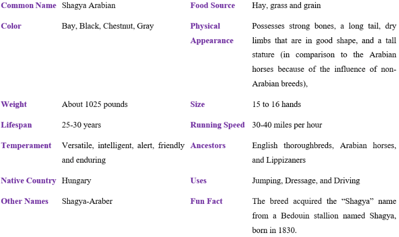 shagya arabian table