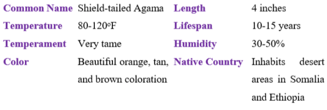 shield-tailed agama table