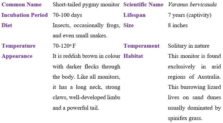 short-tailed pygmy monitor table