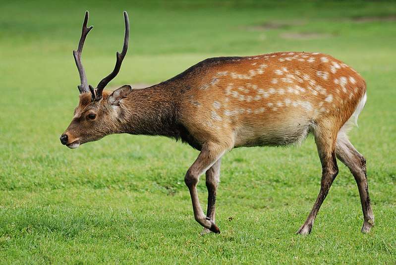 sika deer.