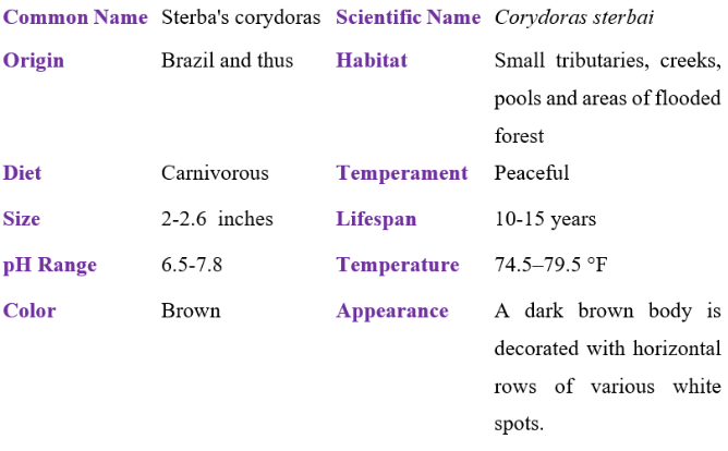 stebra's corydoras table