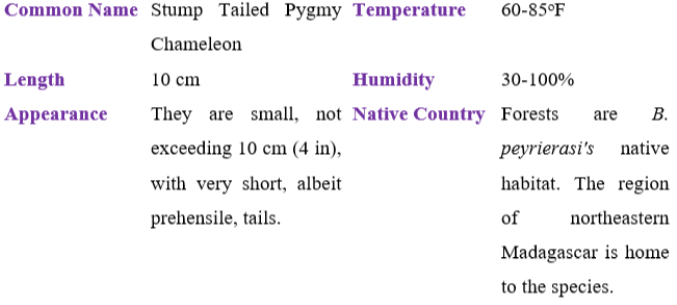 stump tailed pygmy chameleon table