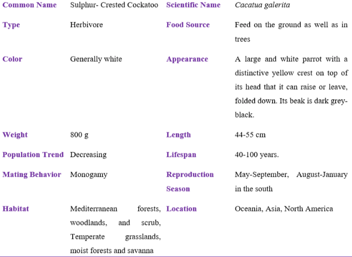 sulphur-crested cockatoo table