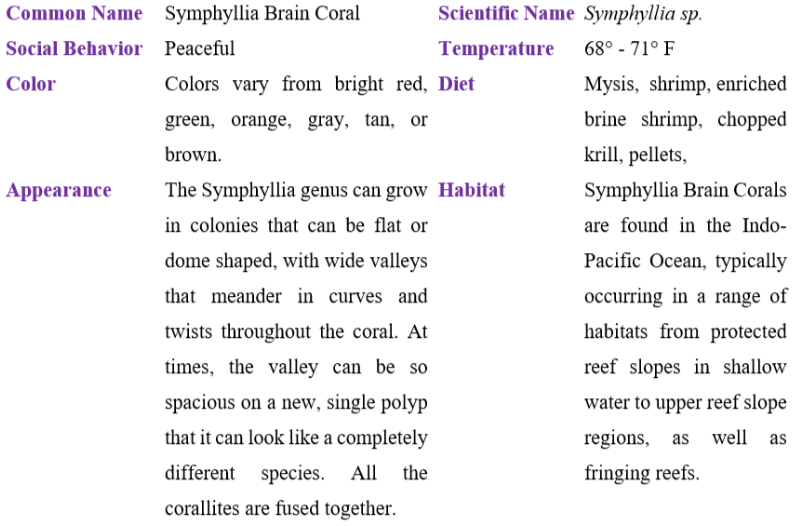 symphyllia brain coral table