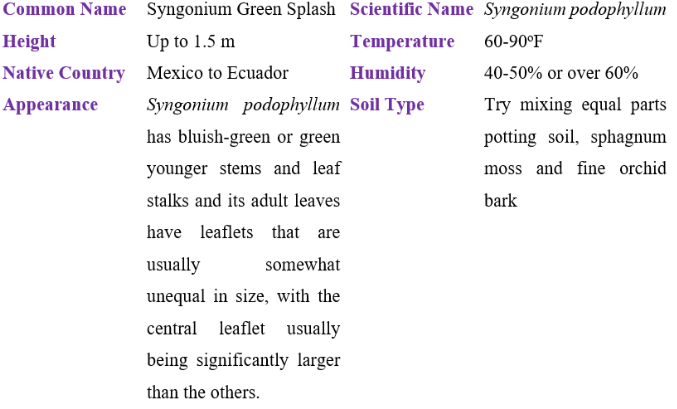 syngonium green splash table