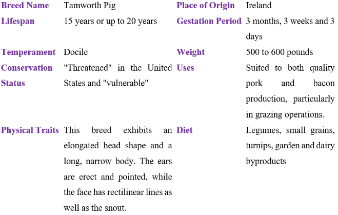tamworth pig table