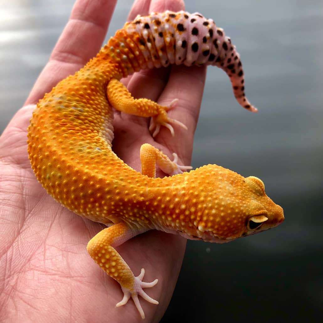 tangerine-leopard-gecko-1030x1030