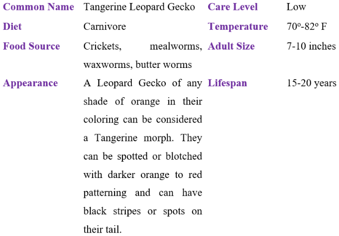 tangerine leopard gecko table