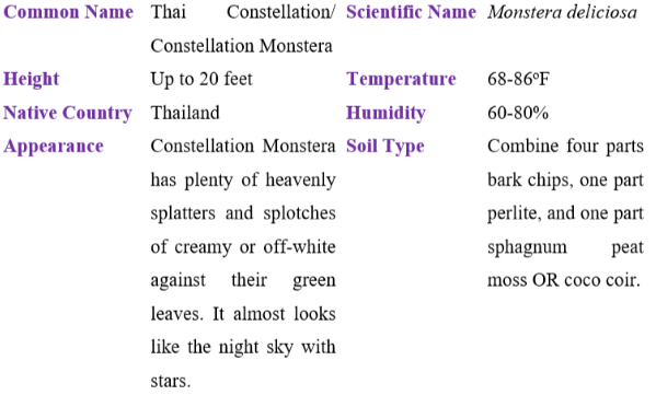 thai constellation table