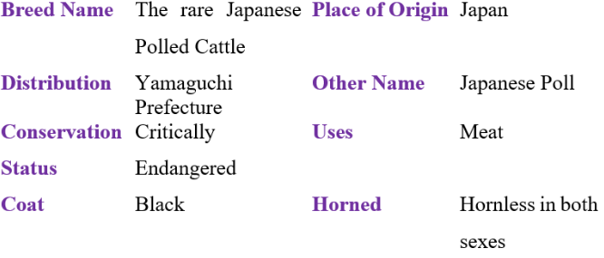 the rare japanese olled cattle table