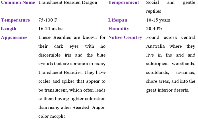 translucent bearded dragon table
