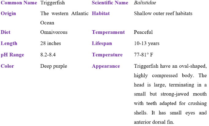 triggerfish table