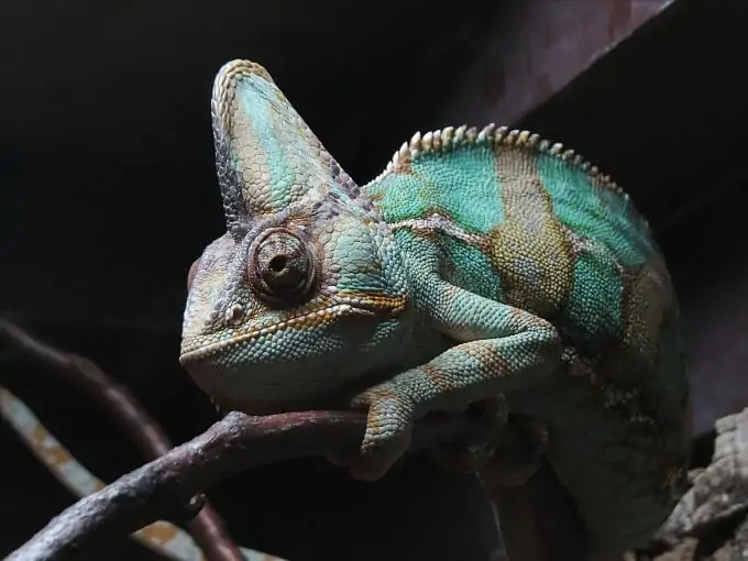 veiled-chameleon-habitat
