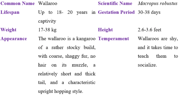 wallaroo table