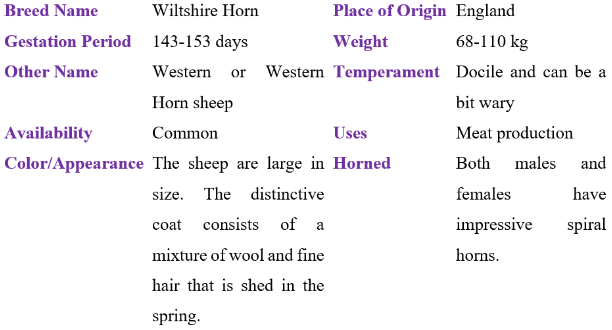 wiltshire horn table