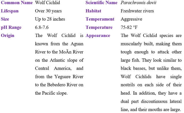 wolf cichlid table