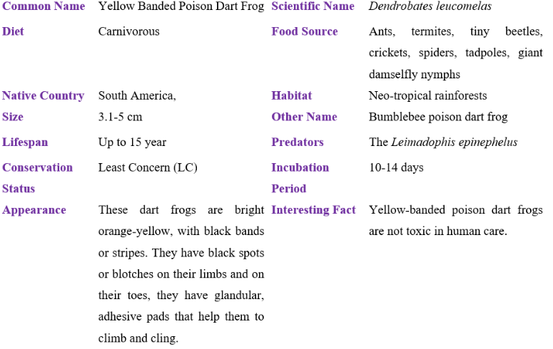 yellow banded poison dart frog table