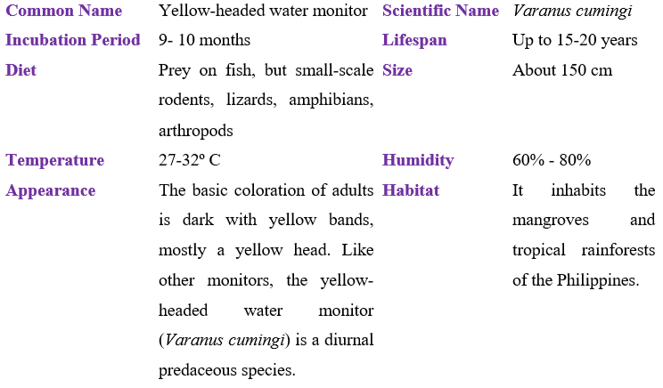 yellow-headed water monitor table