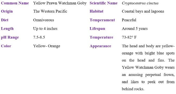 yellow prawn watchman goby table