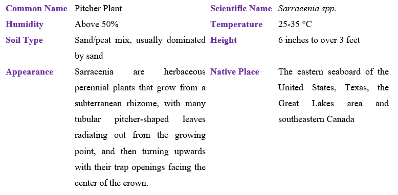 Pitcher Plant (Sarracenia spp.) table