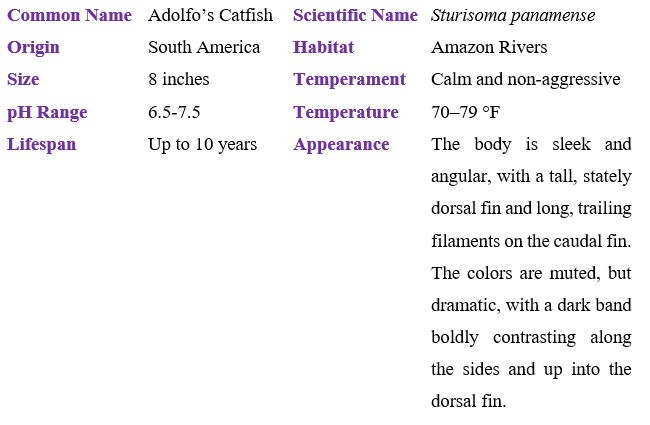 adolfo’s-catfish table