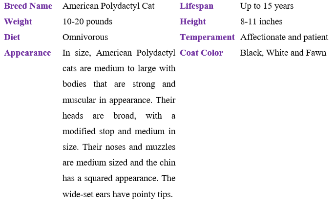 american-polydactyl-cat table