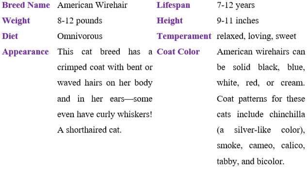 american-wirehair table