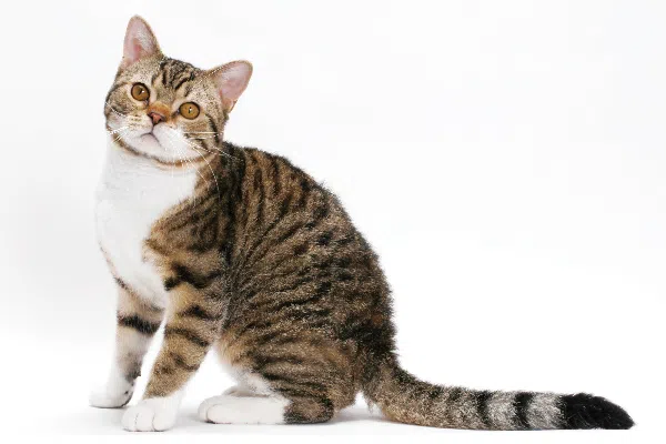 american-wirehair.