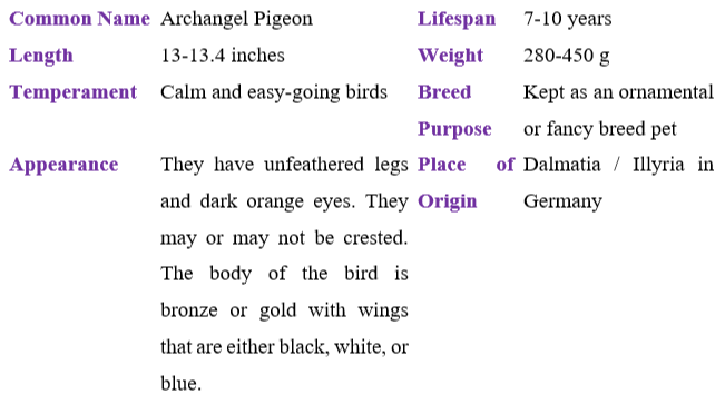archangel-pigeon table