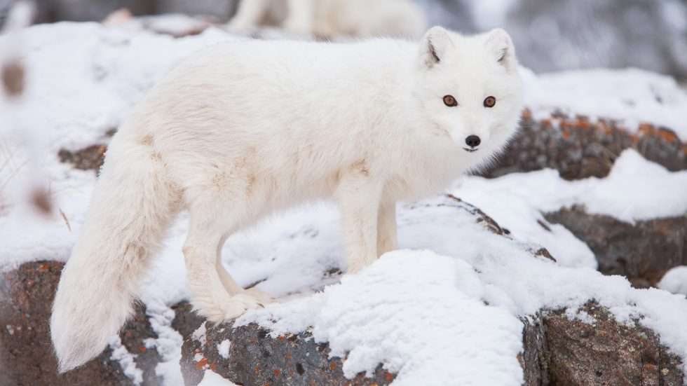 arctic-fox.