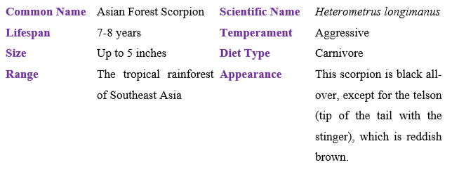 asian-forest-scorpion table