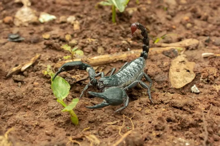 asian-forest-scorpion.
