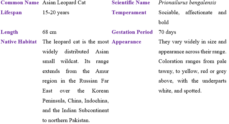 asian-leopard-cat table