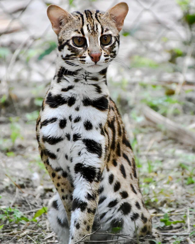 asian-leopard-cat.