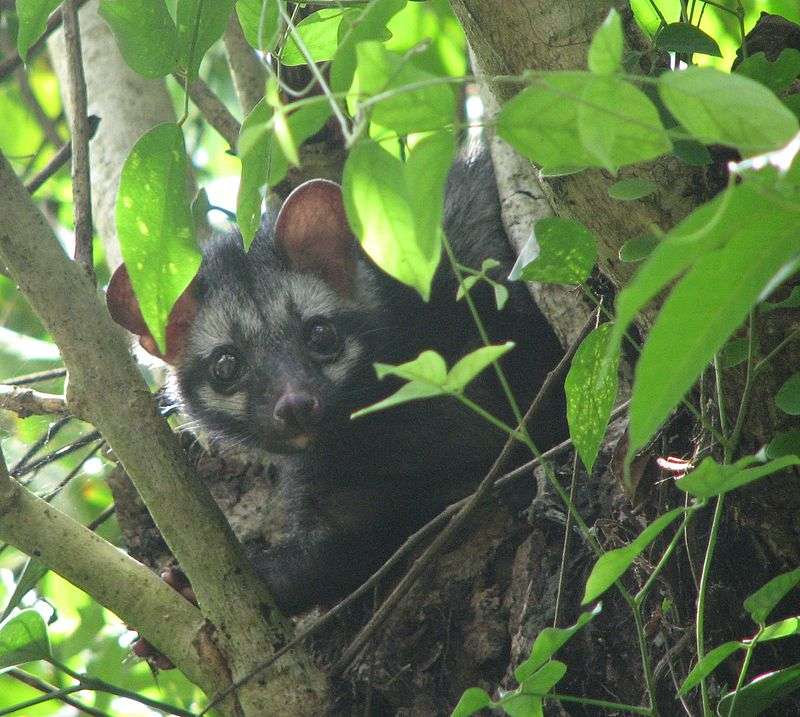 asian-palm-civet.