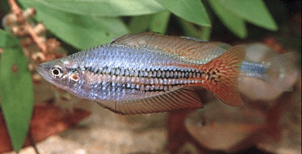 australian-rainbowfish.