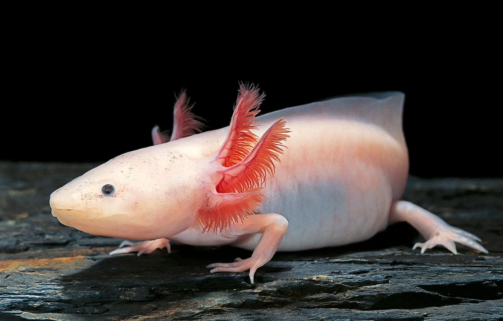 axolotl.